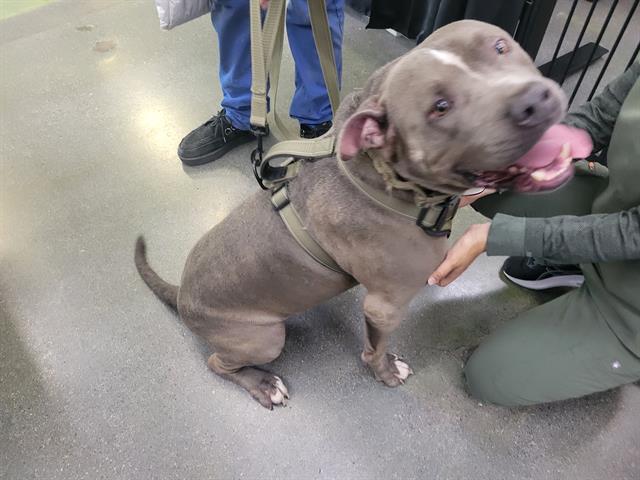 adoptable Dog in Redwood City, CA named WICK
