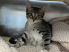 adoptable Cat in Redwood City, CA named FINN
