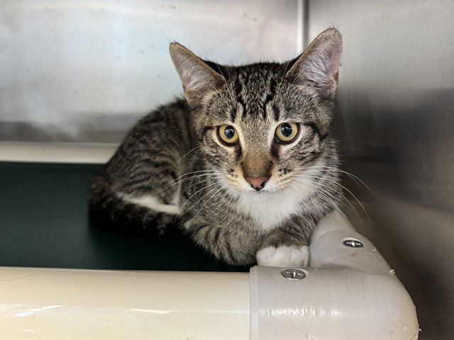 adoptable Cat in Redwood City, CA named JAKE