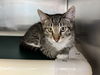 adoptable Cat in redwood city, CA named JAKE