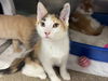 adoptable Cat in Redwood City, CA named FRIDA