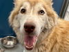 adoptable Dog in  named HOLLY