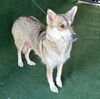 adoptable Dog in  named BROOKE