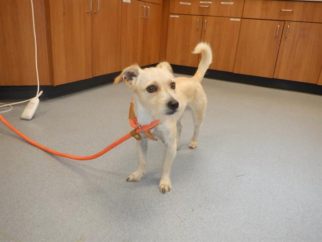 adoptable Dog in Redwood City, CA named NORMAN