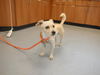 adoptable Dog in redwood city, CA named NORMAN