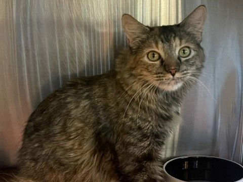 adoptable Cat in Redwood City, CA named CHESNEY