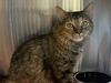 adoptable Cat in  named CHESNEY