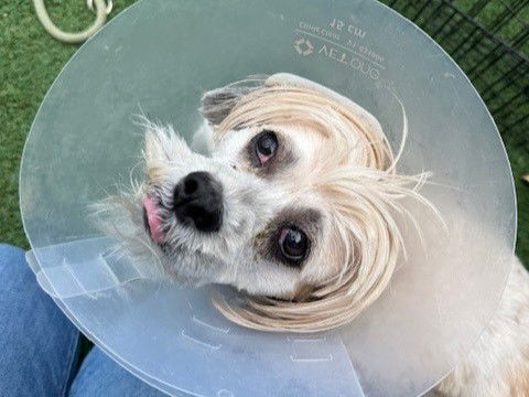 adoptable Dog in Redwood City, CA named MAX
