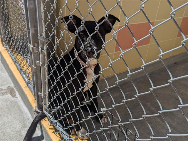 adoptable Dog in Redwood City, CA named CELINE