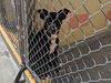 adoptable Dog in Redwood City, CA named CELINE