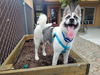 adoptable Dog in  named SIERRA