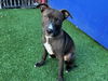 adoptable Dog in Redwood City, CA named SPARKY
