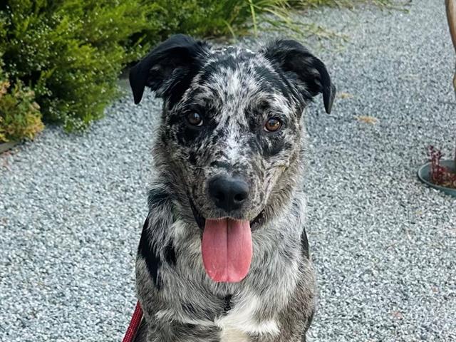 adoptable Dog in Redwood City, CA named MOOSEY