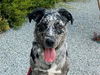 adoptable Dog in redwood city, CA named MOOSEY