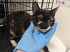adoptable Cat in Redwood City, CA named ELPHIE