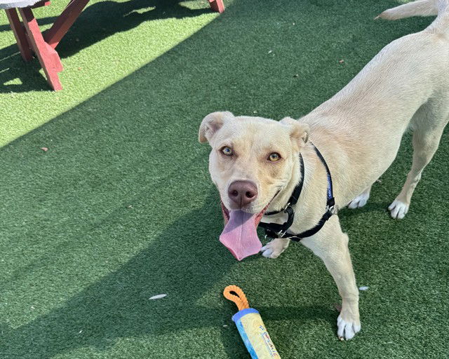 adoptable Dog in Redwood City, CA named MISO