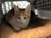 adoptable Cat in Redwood City, CA named TODD