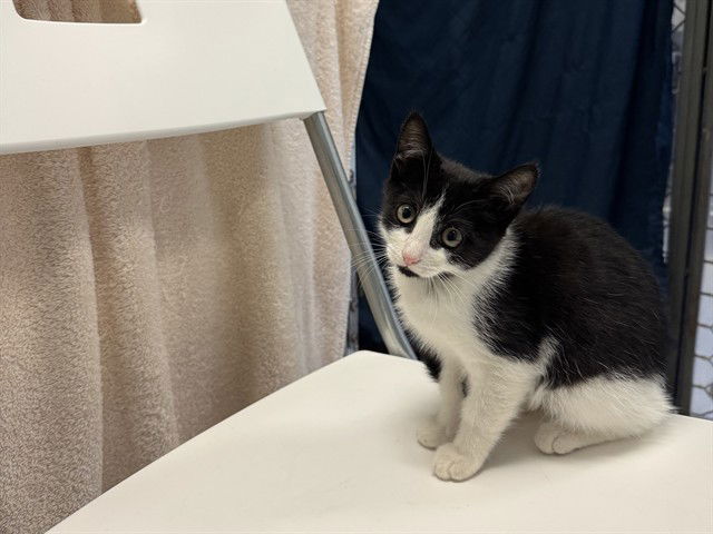 adoptable Cat in Redwood City, CA named KELLY