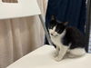 adoptable Cat in redwood city, CA named KELLY