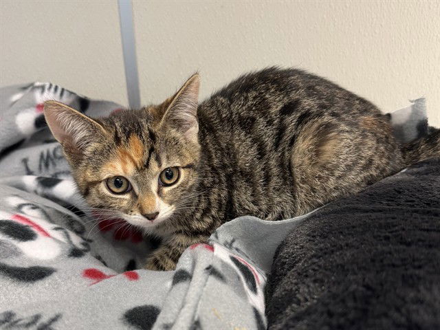 adoptable Cat in Redwood City, CA named ROXXIE