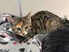 adoptable Cat in Redwood City, CA named ROXXIE