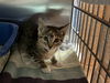 adoptable Cat in redwood city, CA named HART