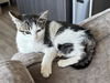 adoptable Cat in redwood city, CA named MIA