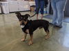 adoptable Dog in  named MIKE