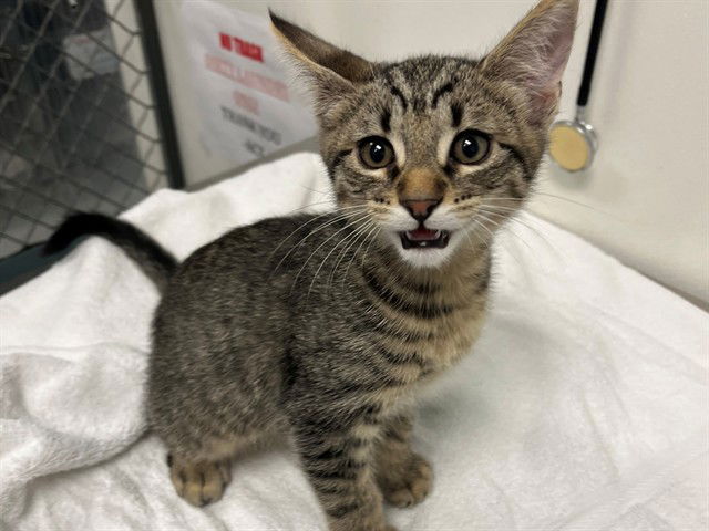 adoptable Cat in Redwood City, CA named HARRY
