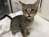 adoptable Cat in  named HARRY