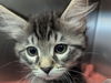 adoptable Cat in  named MINNIE MEOW