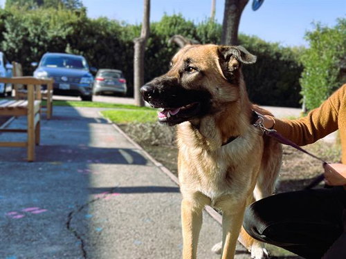 KEITH, an adoptable German Shepherd Dog in Redwood City, CA