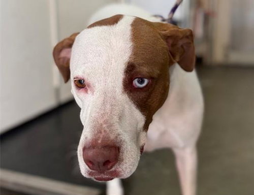 CORAL, an adoptable Catahoula Leopard Dog in Redwood City, CA
