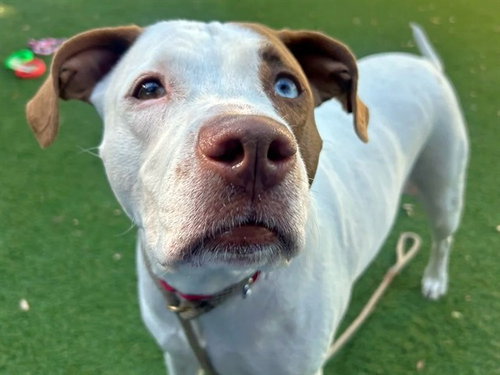 picture of the dog needing adoption