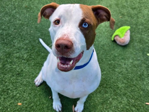 CORAL, an adoptable Catahoula Leopard Dog in Redwood City, CA