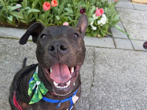 VIOLA, an adoptable American Pit Bull Terrier in Redwood City, CA