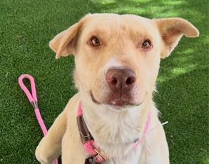 LARRY, an adoptable Labrador Retriever in Redwood City, CA