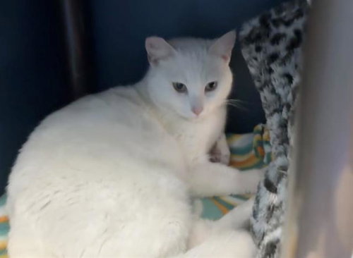 PEARL, an adoptable Domestic Short Hair in Redwood City, CA