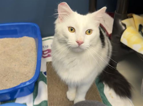 PAISLEY, an adoptable Domestic Long Hair in Redwood City, CA