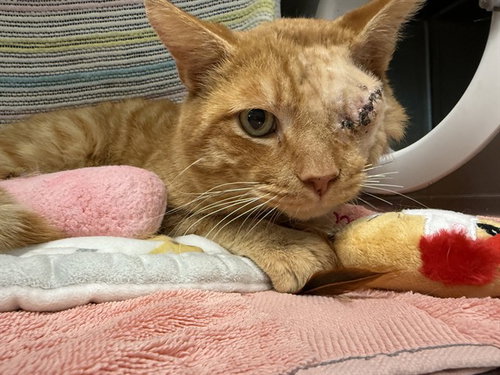 TANG, Adult Domestic Short Hair (medium coat), cat for adoption in Oakley, California