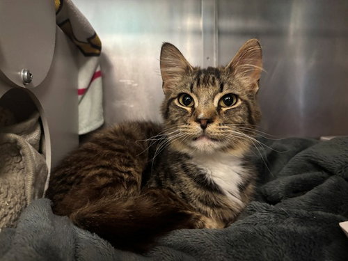 picture of the cat needing adoption
