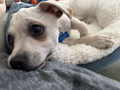 picture of the dog needing adoption