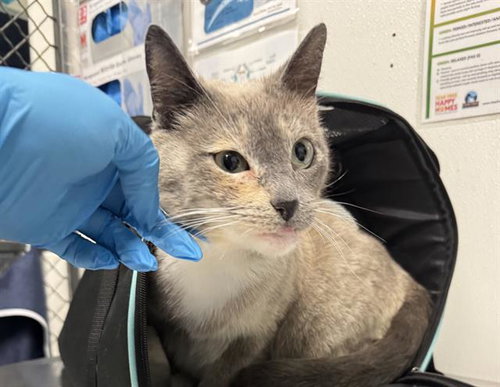 KORRA, Adult Domestic Short Hair (medium coat), cat for adoption in Oakley, California