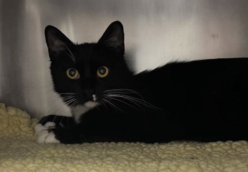 GEMMA, Young Domestic Short Hair (medium coat), cat for adoption in Oakley, California