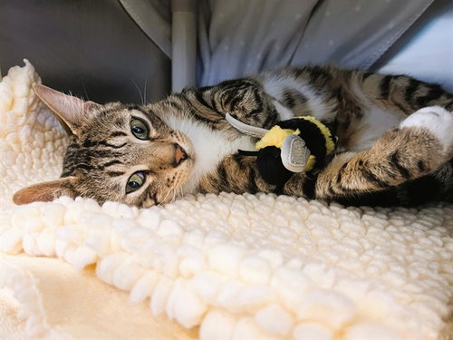CHONKO, Adult Bengal / Mixed (medium coat), cat for adoption in Oakley, California