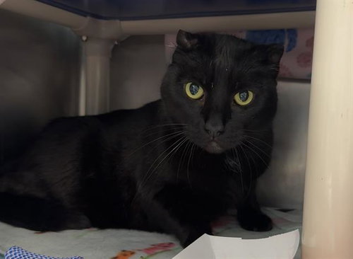 BAGHEERA, Adult Domestic Short Hair (medium coat), cat for adoption in Oakley, California