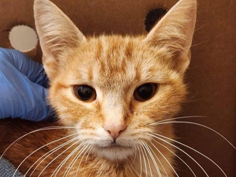 DAWN, Young Domestic Medium Hair (medium coat), cat for adoption in Oakley, California