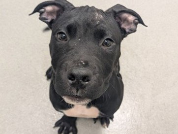 MAC, an adoptable Pit Bull Terrier in Redwood City, CA