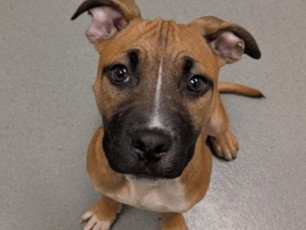 CHEESE, an adoptable Pit Bull Terrier in Redwood City, CA