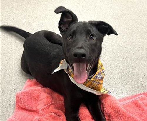 MACAROON, an adoptable Labrador Retriever in Redwood City, CA